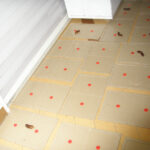 トラップ設置による生息調査の様子2